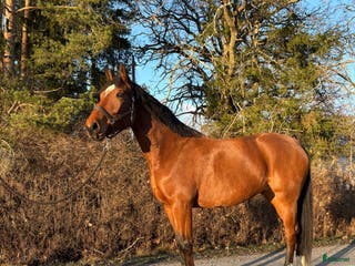 hästar Söker du världens snällaste häst? i Björklinge - Annons 7
