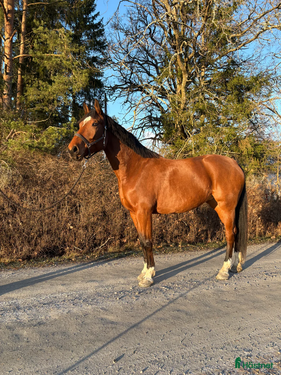 Hoppning hästar till salu: Söker du världens snällaste häst?  i Björklinge - Annons 1