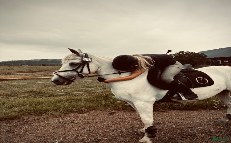  hästar i Vänersborg - Annons 5