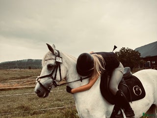 hästar i Vänersborg - Annons 9