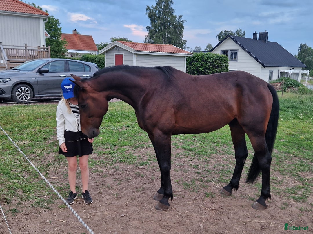 Allround hästar till salu: Världens snällaste kille  i Gränna - Annons 8