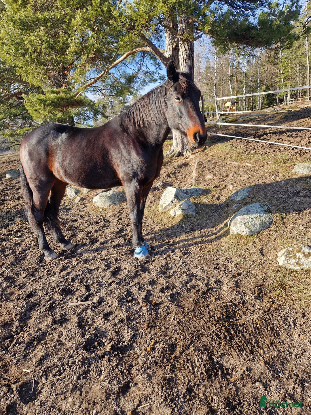  medryttarhäst finnes: Snäll 17 årig valack söker medryttare i järfälla - Annons 6