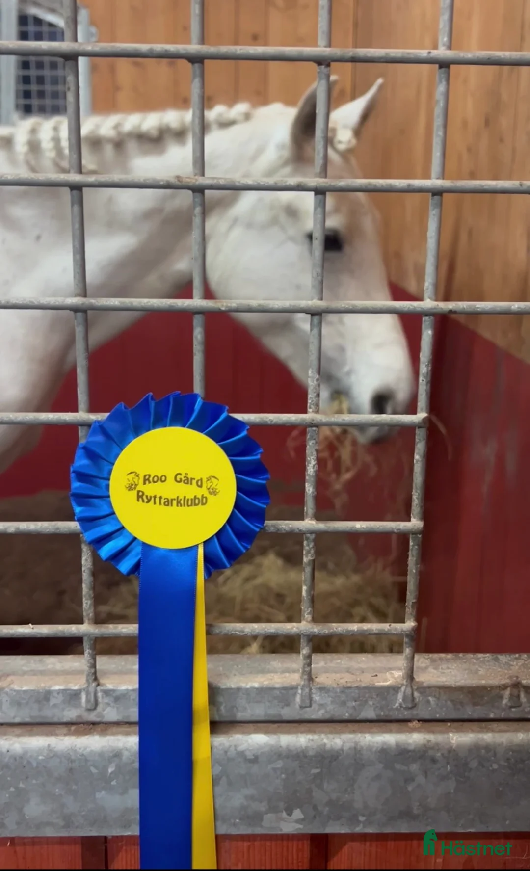 Allround hästar sökes: Söker Lyxig hobby / tävlings häst  - Annons 5