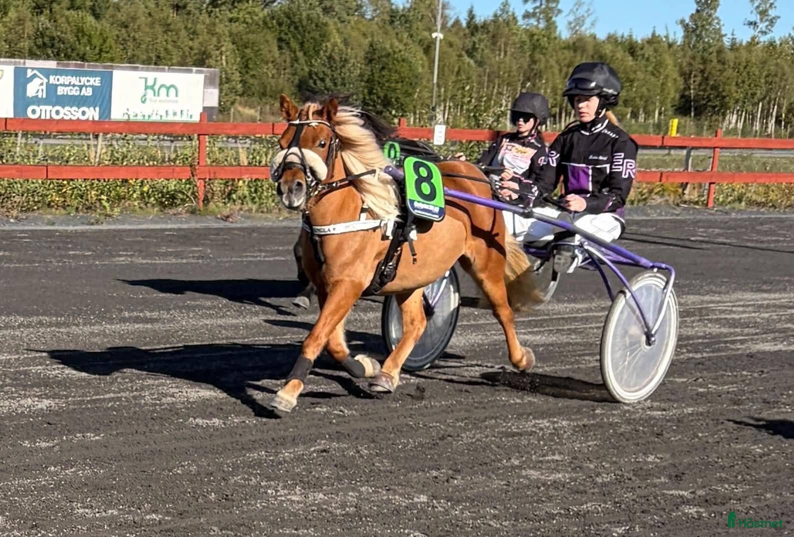  hästar Fantastiskt Shetlandssto - Annons 1