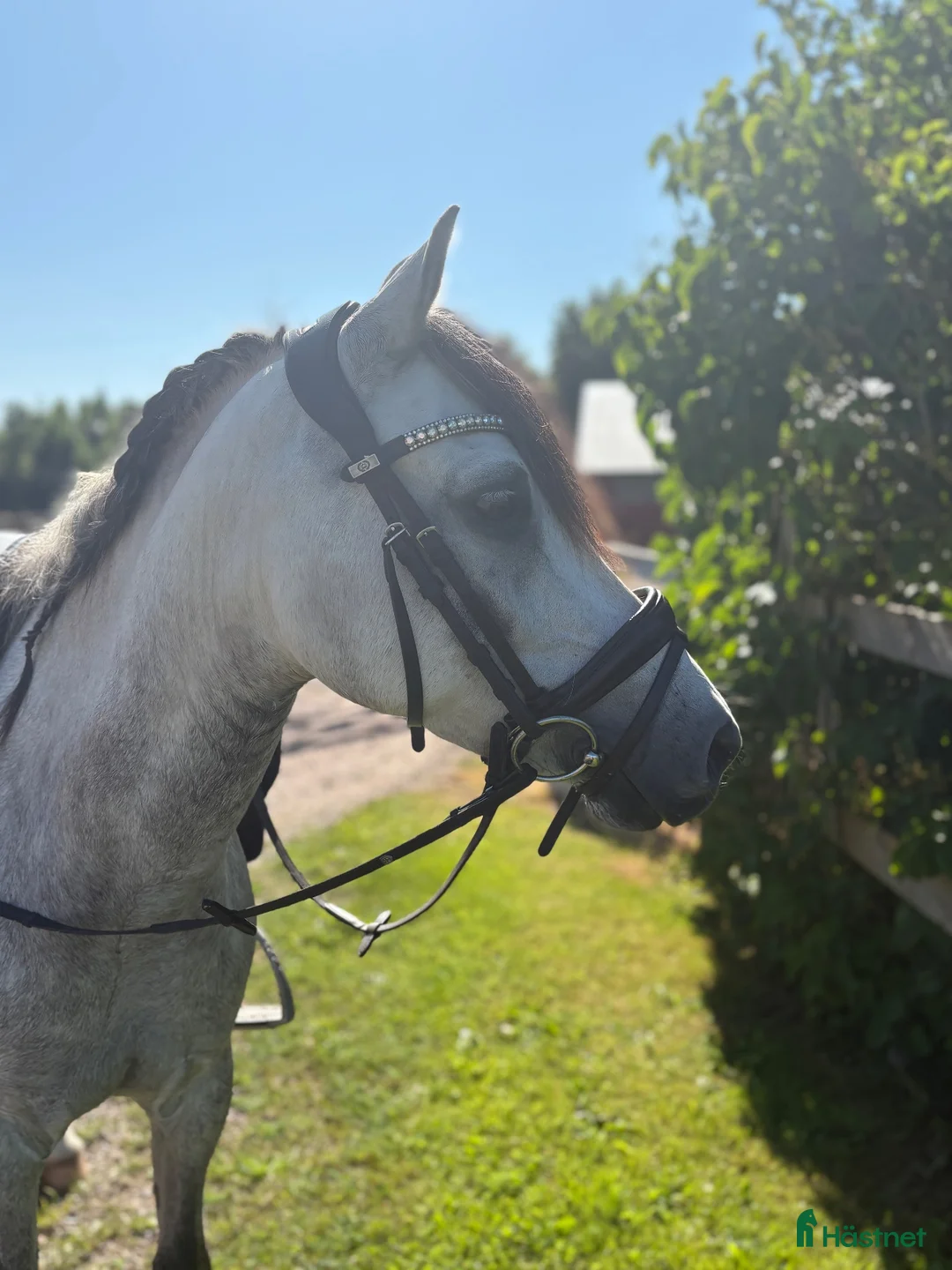 Allround hästar till salu: Pigg och glad ponny  - Annons 1