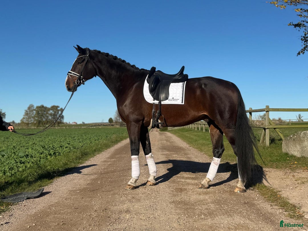 Dressyr hästar till salu: En uttrycksfull dressyrvalack med stor potential. i Kristianstad - Annons 2