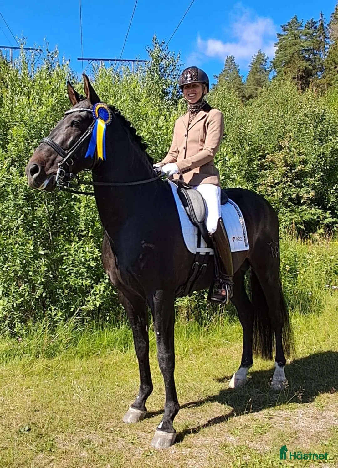 Working Equitation hästar till salu: Sänkt pris! Working Equitation/Dressyrhäst - Annons 5