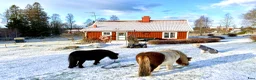  foderhäst sökes: Minishetland letar efter en ny kompis (fodervård) - Annons 6