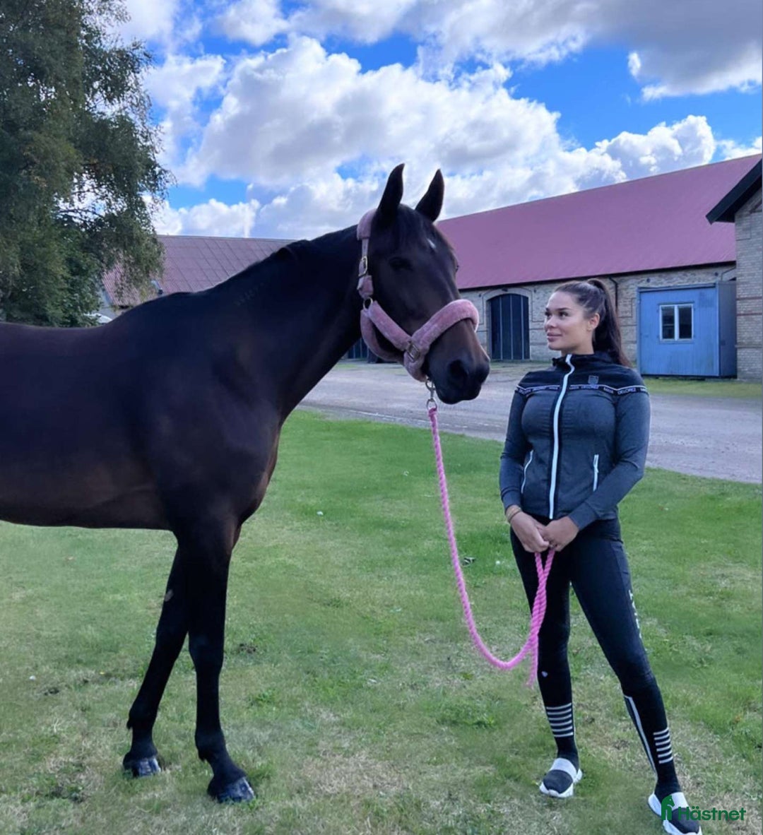  medryttarhäst finnes: Medryttare sökes till underbart sto i Allerum - Annons 4