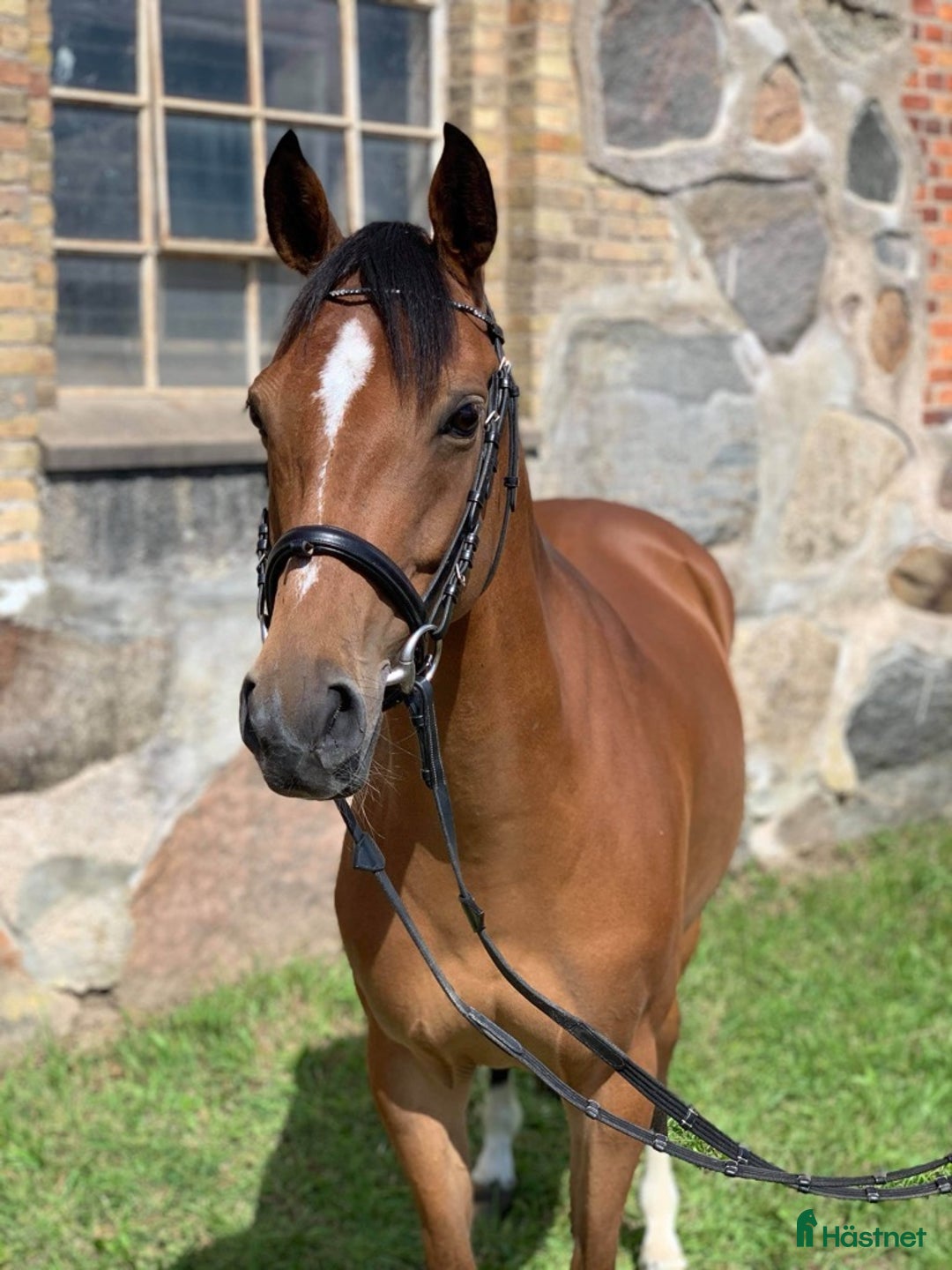 Allround hästar till salu: SNYGG TÄVLINGSPONNY!💫 i Mörarp - Annons 1