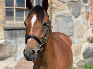 hästar SNYGG TÄVLINGSPONNY!💫 - Annons 2