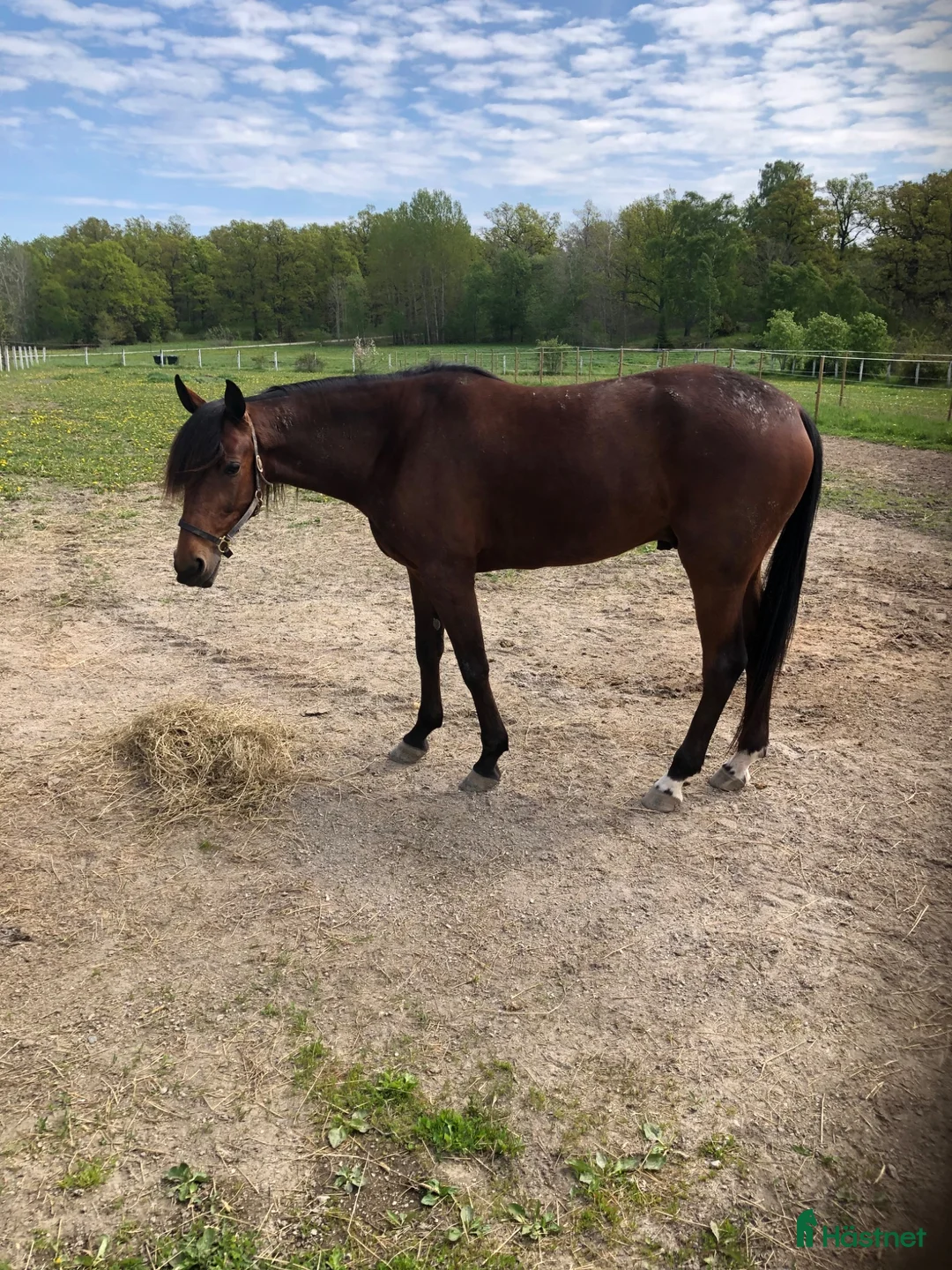 Trav hästar till salu: 1 årig hingst e. Hayden Hanover - Annons 2