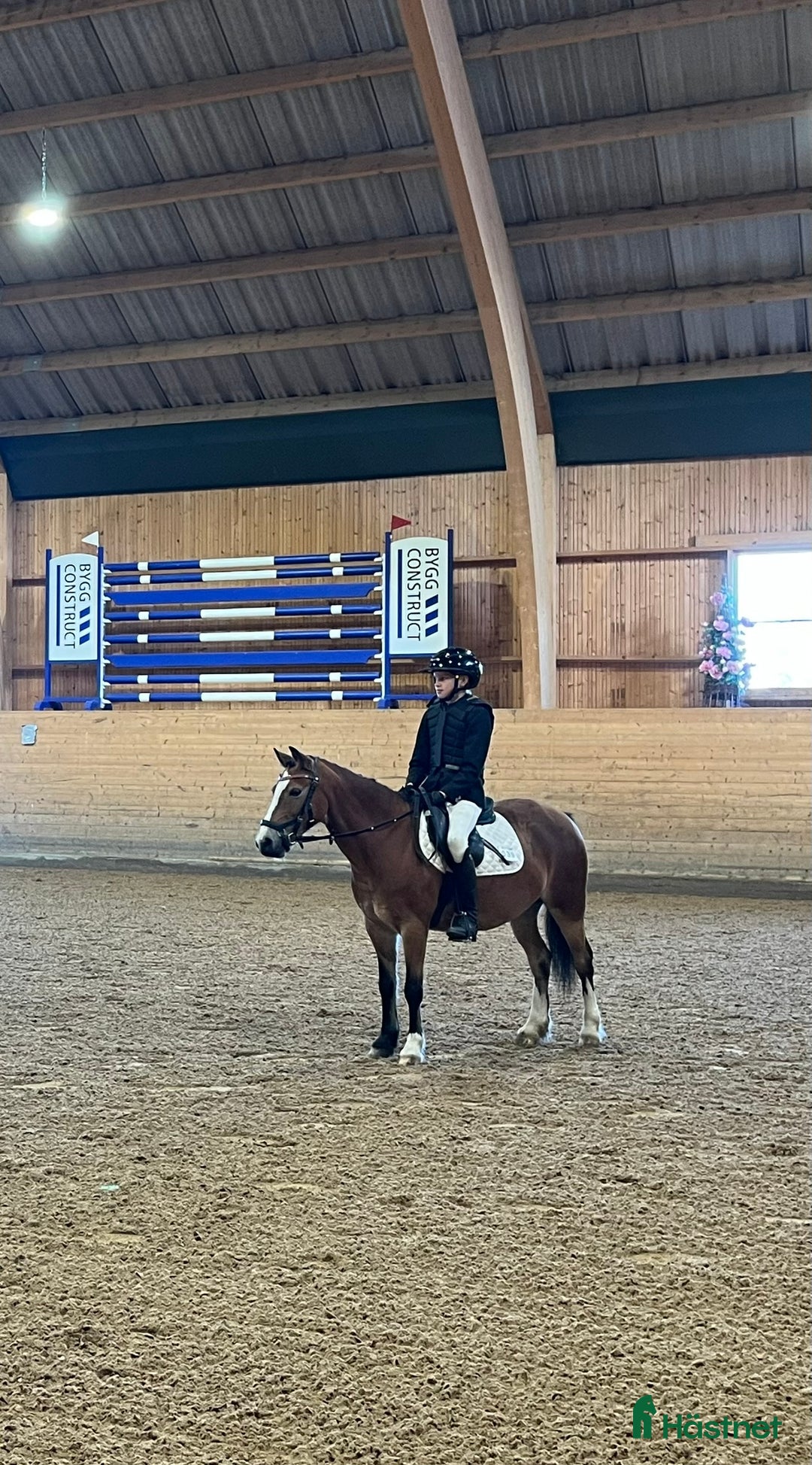 Allround hästar till salu: Trevlig b-ponny för allround i Heby - Annons 3