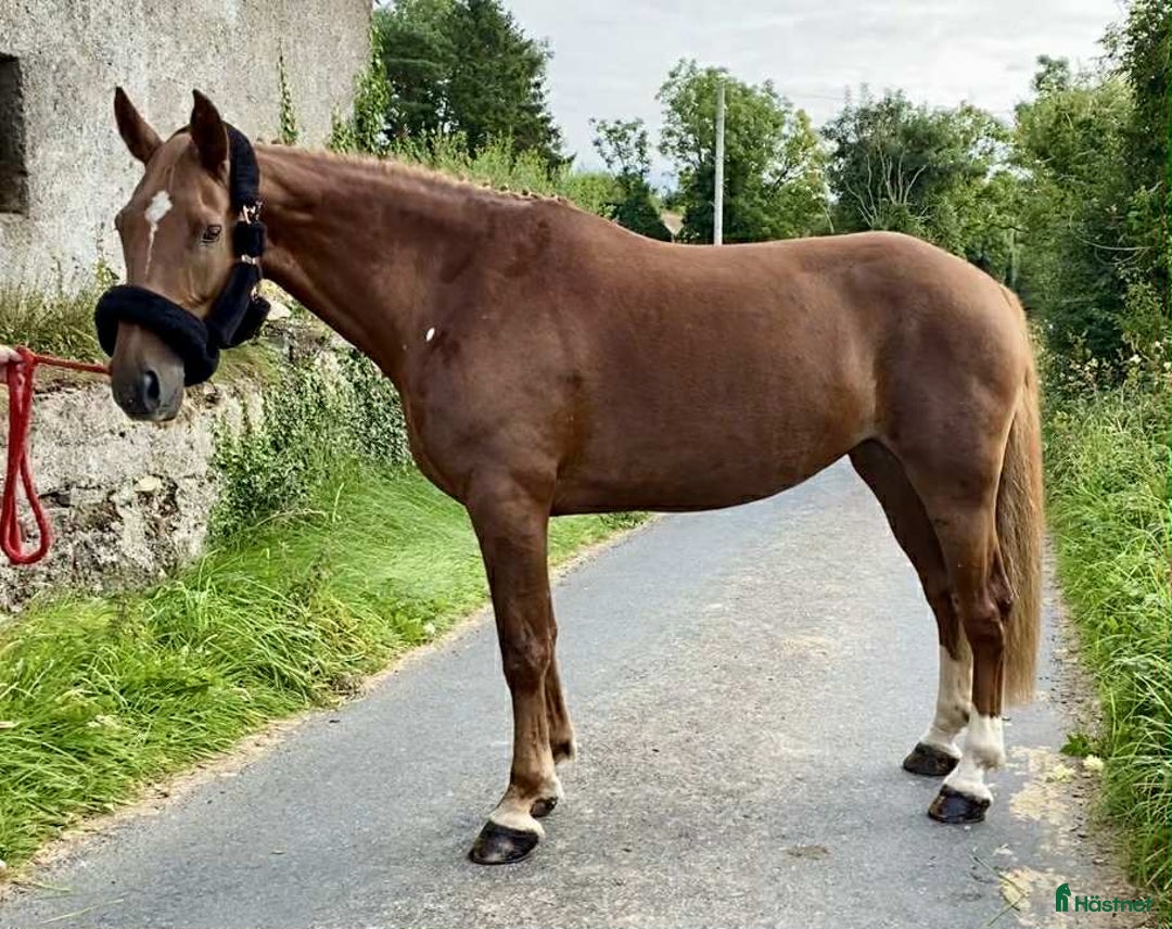 Allround hästar till salu: Solid allrounder 163cm i Ljungby - Annons 12