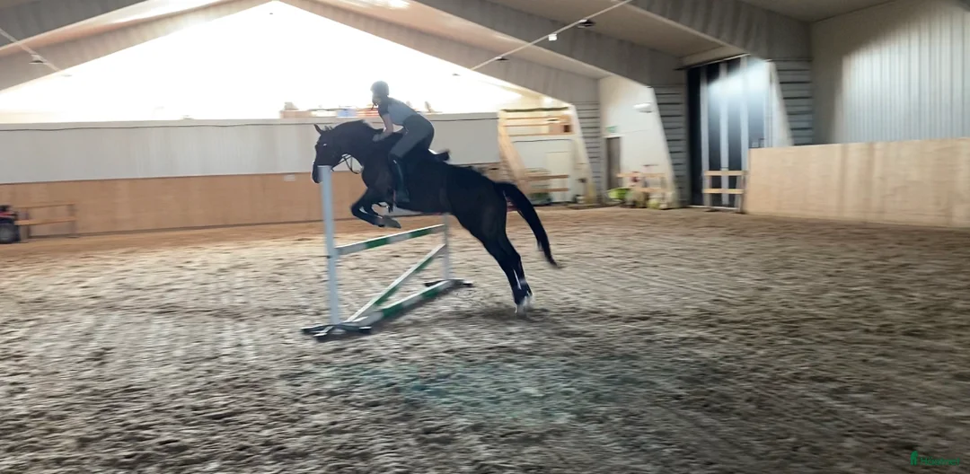  medryttarhäst sökes: Foderhäst sökes  i Vännäs - Annons 1