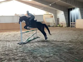 medryttarhäst sökes: Foderhäst sökes i Vännäs - Annons 2