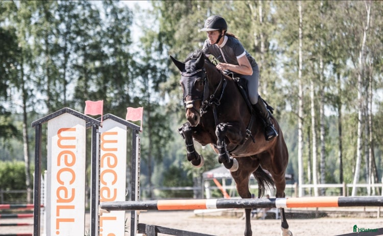  hästar i Skellefteå - Annons 4