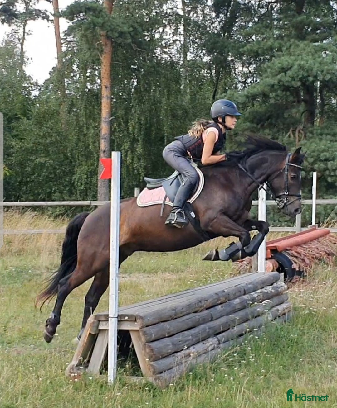 Hoppning hästar till salu: Ponny med härlig personlighet söker ny bästa vän i Malmö - Bild 9
