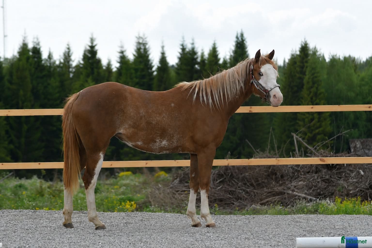  hästar Paint sto - Annons 1