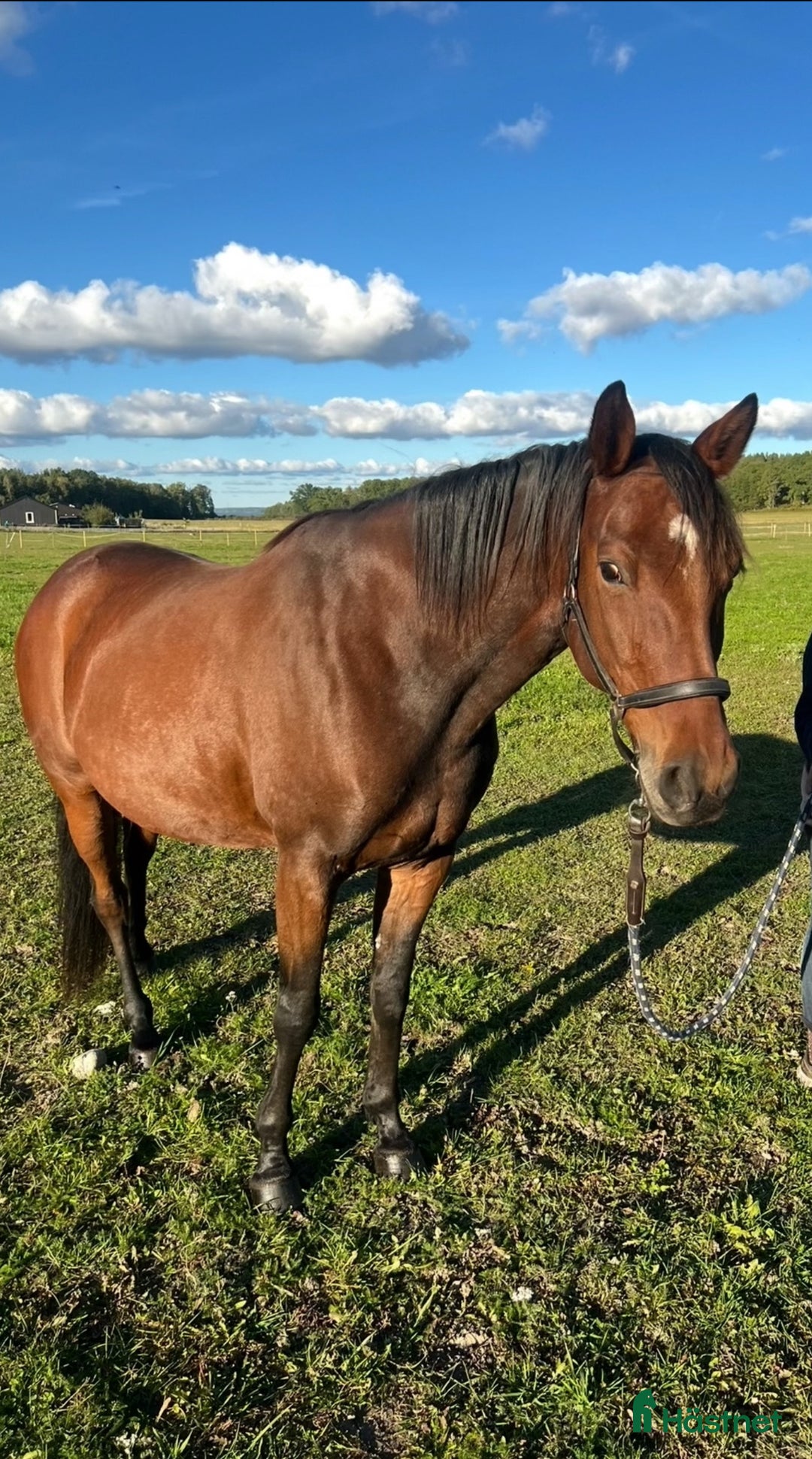 Allround hästar till salu: FANCY RIDE - snäll bästa vän med potential i Adelsö - Annons 6