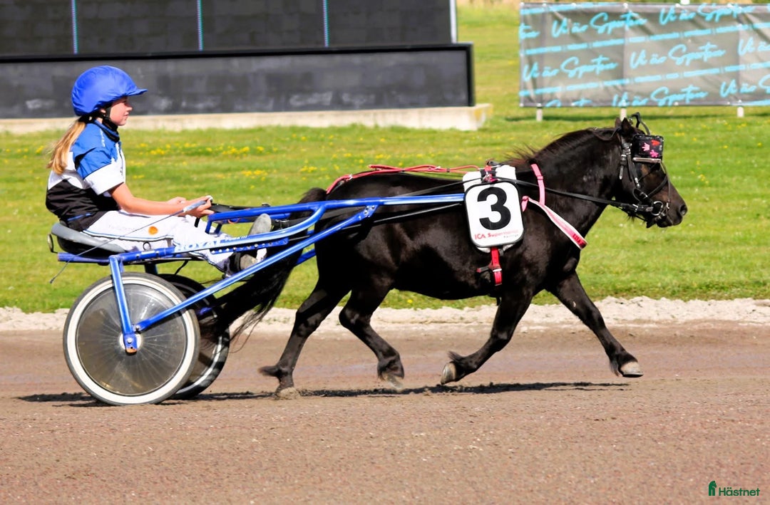 Trav hästar till salu: Läromästare  i Nybro - Annons 3