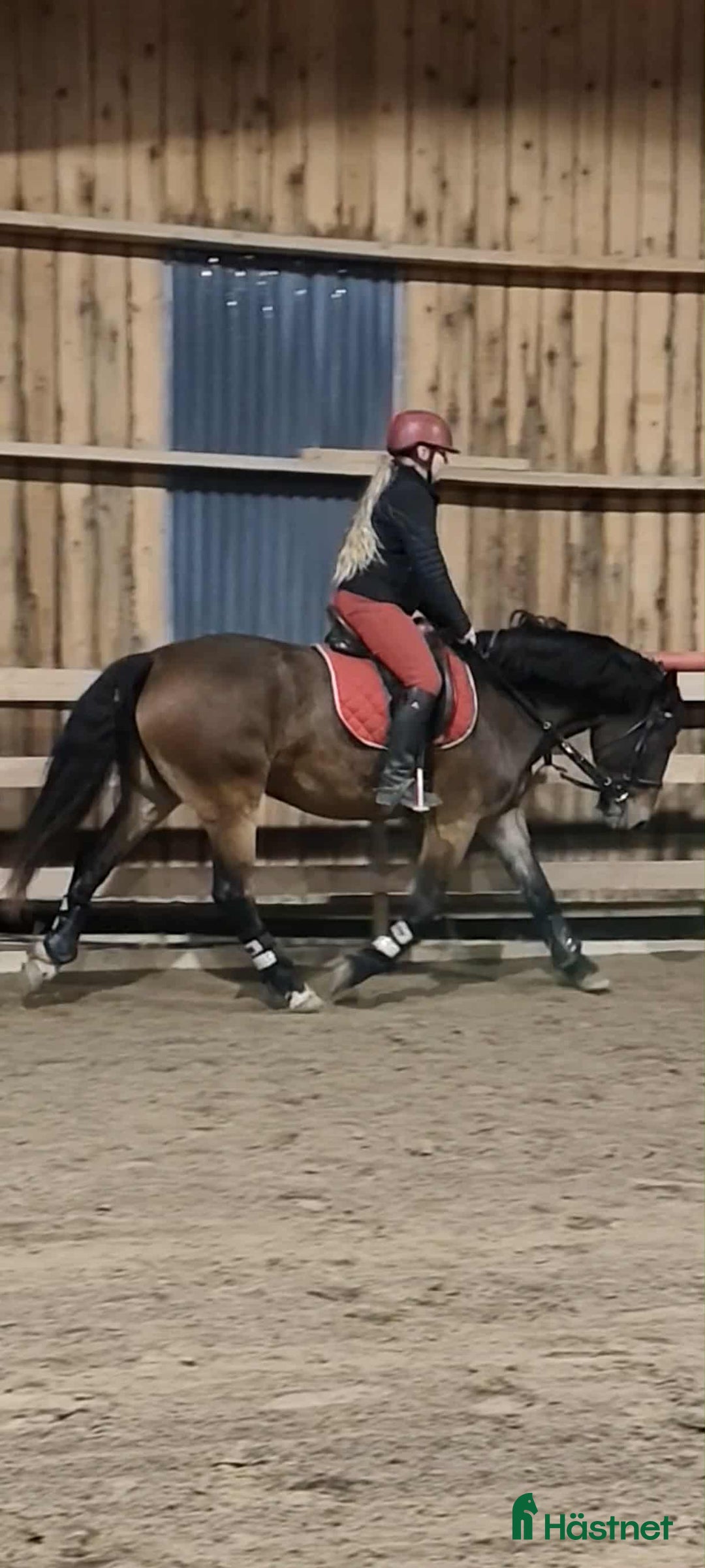 Allround hästar till salu: Allround med talang hoppning i Ilsbo - Annons 4