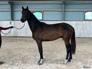 hästar Ädel 2 åring med bra psyke i Skurup - Annons 22