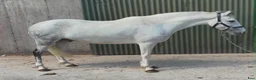 Allround hästar till salu: Quality D pony - Annons 1
