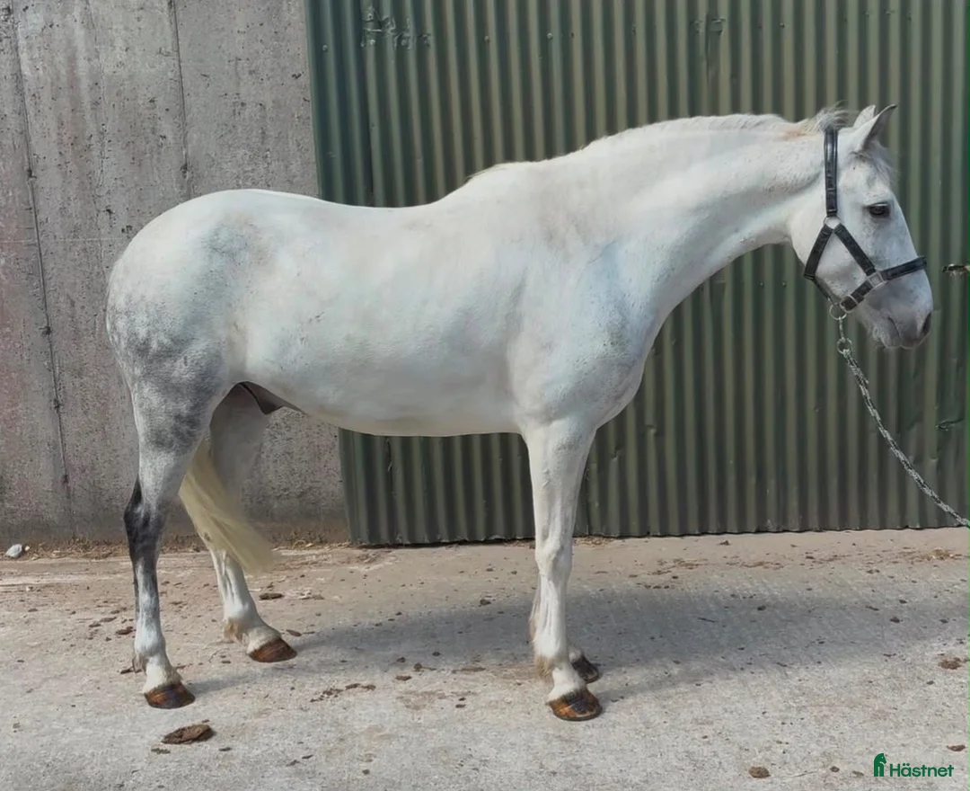 Allround hästar till salu: Quality D pony - Annons 1