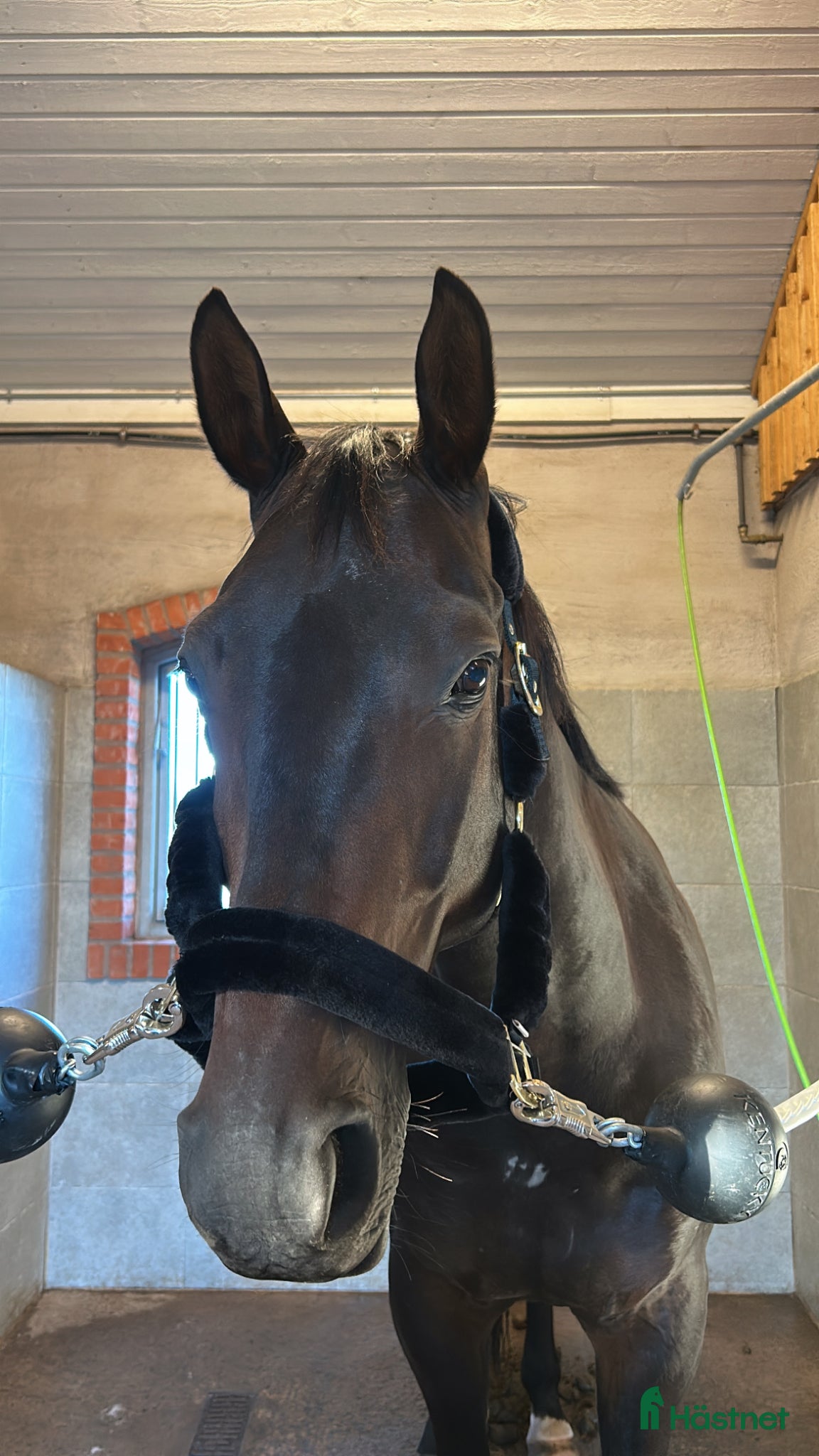  hästar Valack med mycket personlighet och hoppglädje! - Annons 19