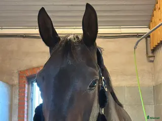 hästar Valack med mycket personlighet och hoppglädje! - Annons 19