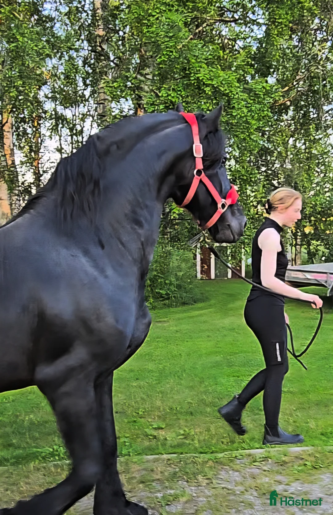Dressyr hästar till salu: Vill du vara med redan från början? *tillfälle* - Annons 1