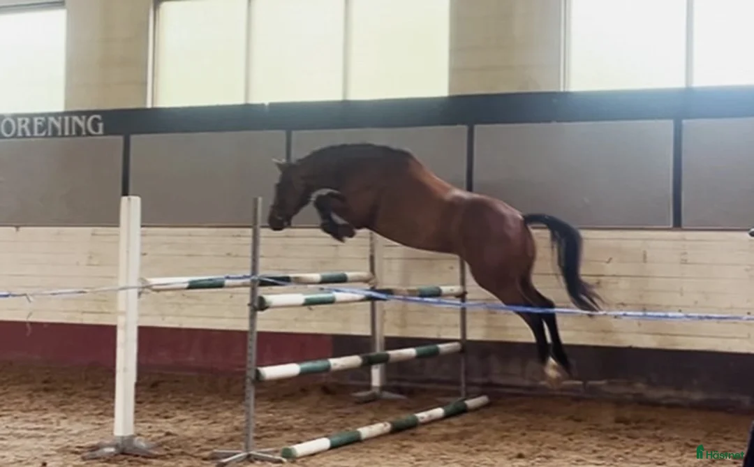 Hoppning hästar till salu: 5-årigt sto till hoppning och eller fälttävlan! i Tun - Annons 3