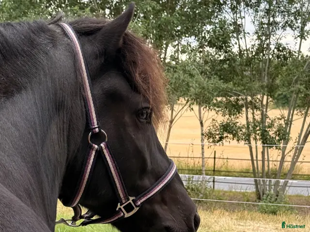 hästar till salu: Magni från Palmskog söker sin nya människa - Annons 1