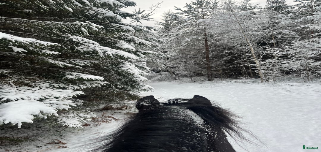 Galleribild {{count}}