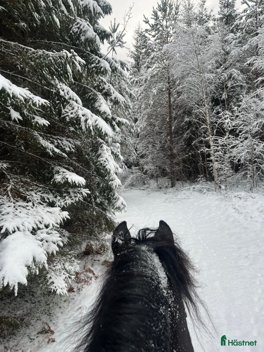 Galleribild {{count}}