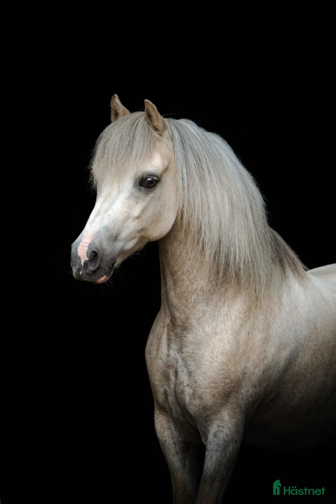 Allround hästar till salu: Superhärlig ponny till salu  i Skellefteå - Annons 2