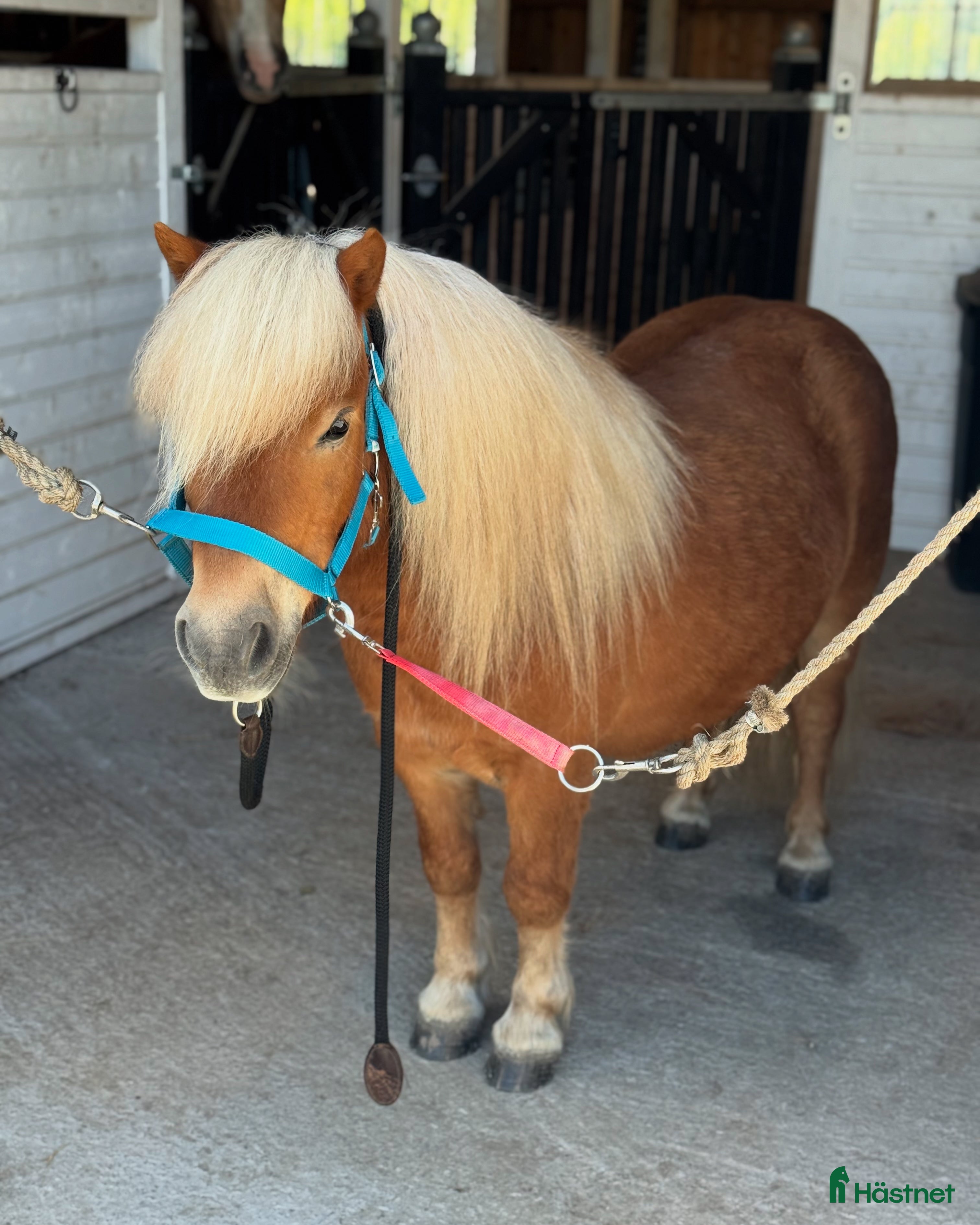  hästar Underbar Shetlandsponny  i Årjäng - Annons 9