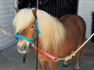 hästar Underbar Shetlandsponny i Årjäng - Annons 17