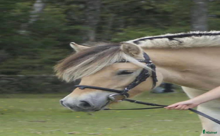  hästar Ungsto med potential! i Hult - Annons 5