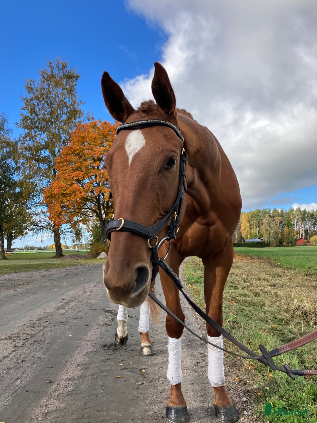 Allround hästar till salu: Underbar snäll och trevlig kille  i Skara - Annons 1