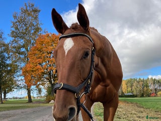 Allround hästar till salu: Underbar snäll och trevlig kille i Skara - Annons 2