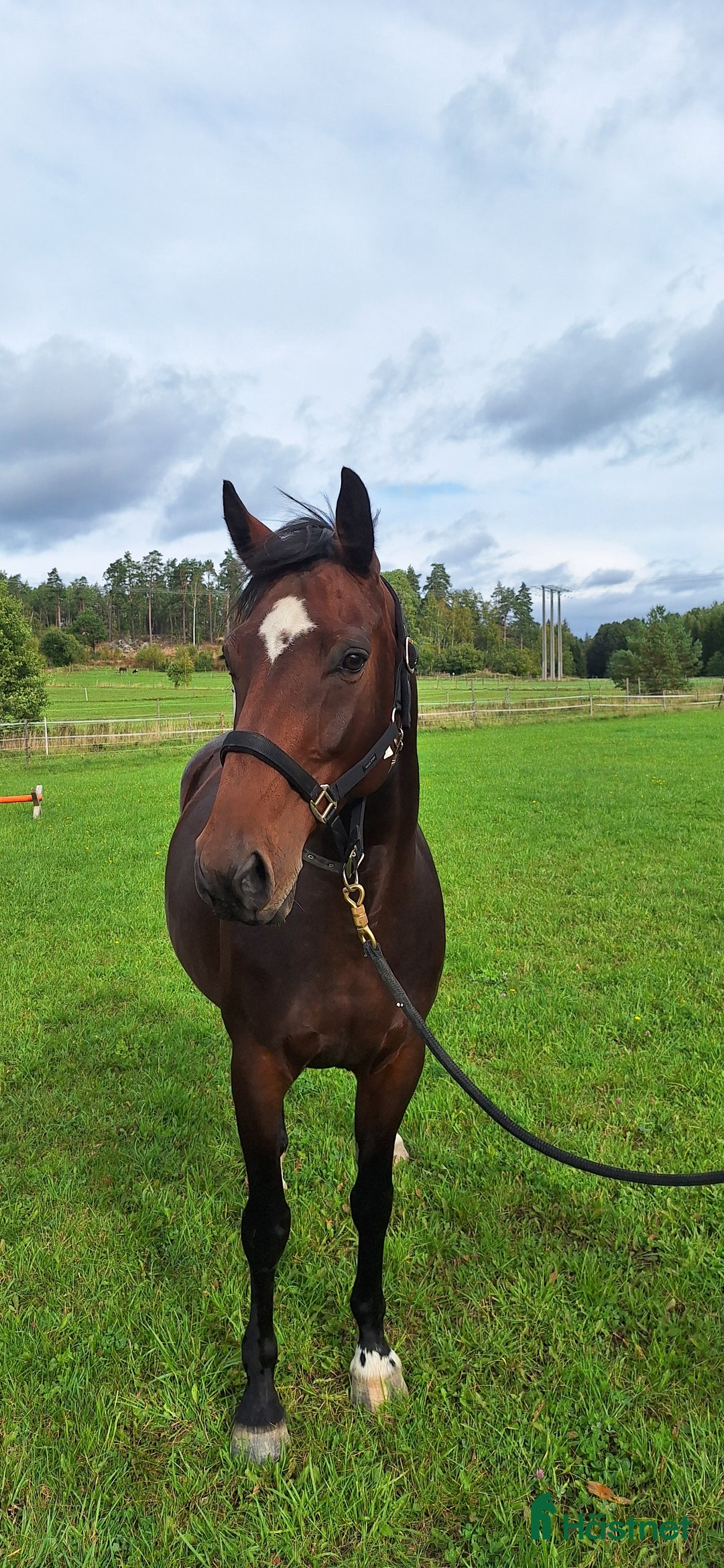 Avelshästar hästar till salu: Sto dräktig med janeiro de bieville i Södertälje - Annons 1
