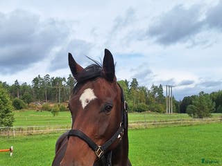 hästar Sto dräktig med janeiro de bieville i Södertälje - Annons 8