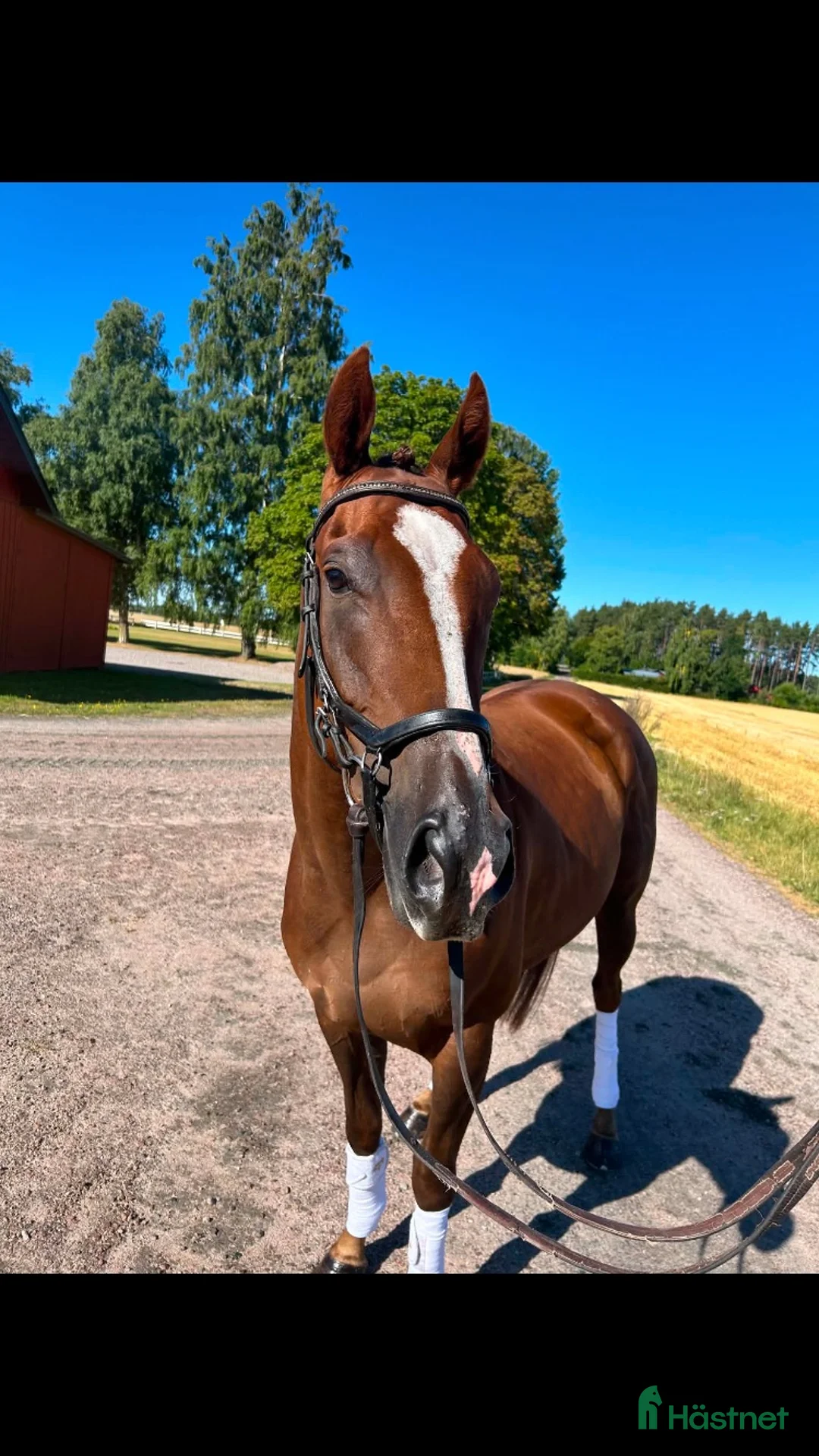 Allround hästar till salu: Bästa vän  - Annons 2