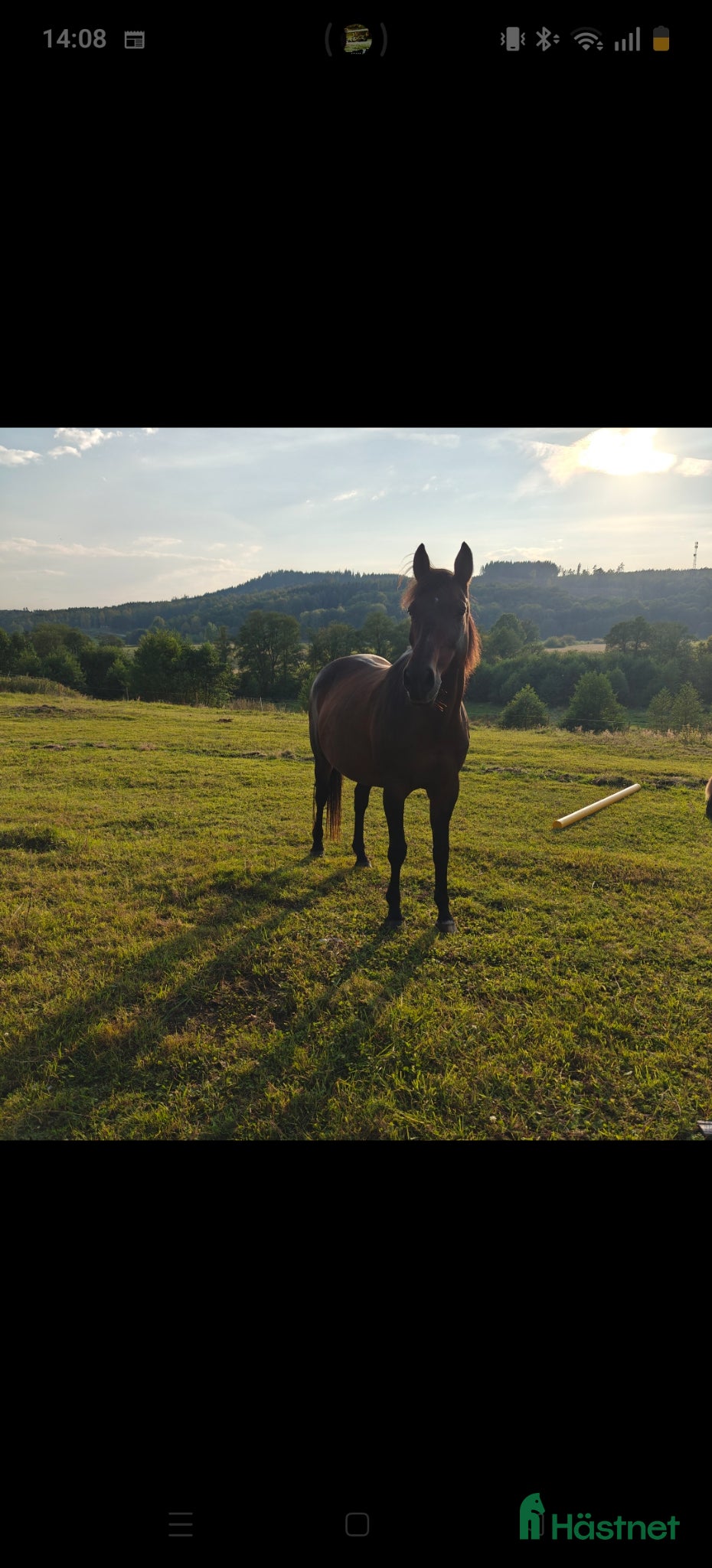  hästar Trygg familjehäst sökes - Annons 13