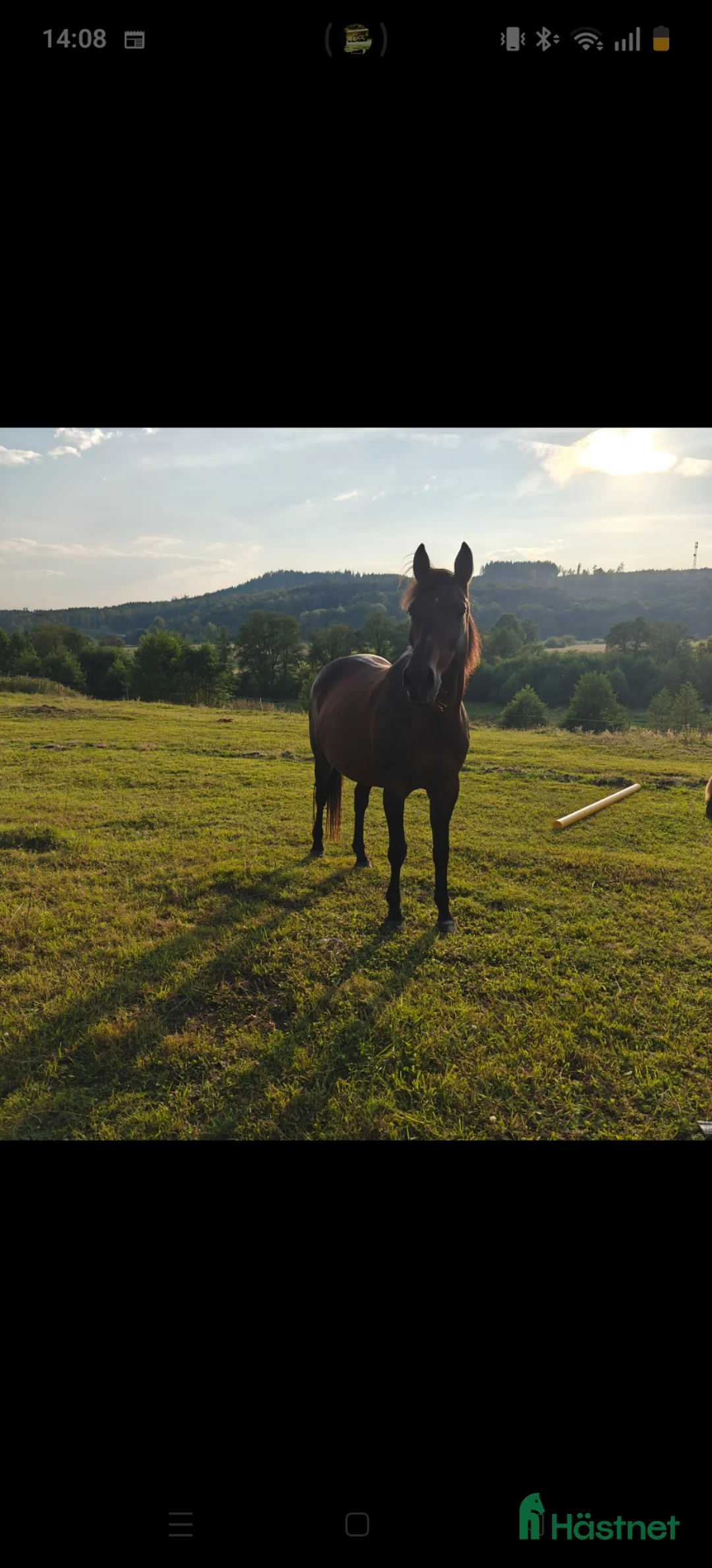 Allround hästar sökes: Trygg familjehäst sökes - Annons 1