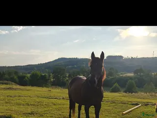 hästar Trygg familjehäst sökes - Annons 13