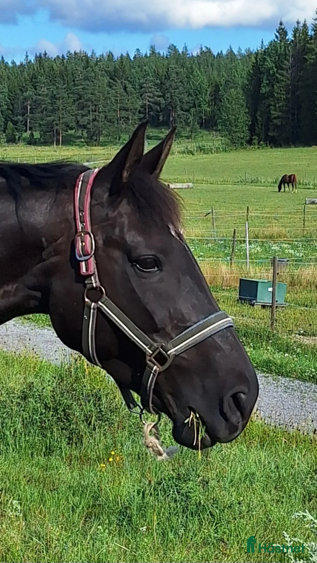  medryttarhäst finnes: Medryttare sökes till halvblodssto i Tullinge i Tullinge - Annons 2