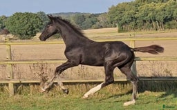 Dressyr hästar till salu: Vacker svart 1 årig hingst med härlig utstrålning  i Hallaröd - Bild 6